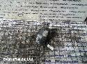 View Auto part Differential Assembly Mercedes C Class 2012